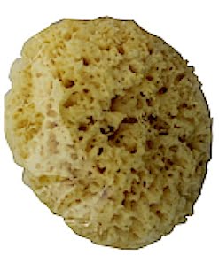 Large Natural Sea Sponge 